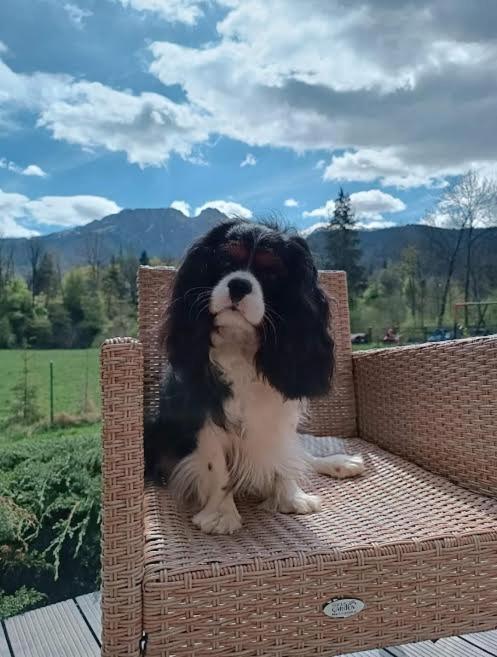 Willa W Dolinie Cichej Wody Zakopane Dış mekan fotoğraf